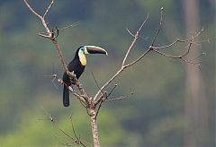 Channel-billed Toucan